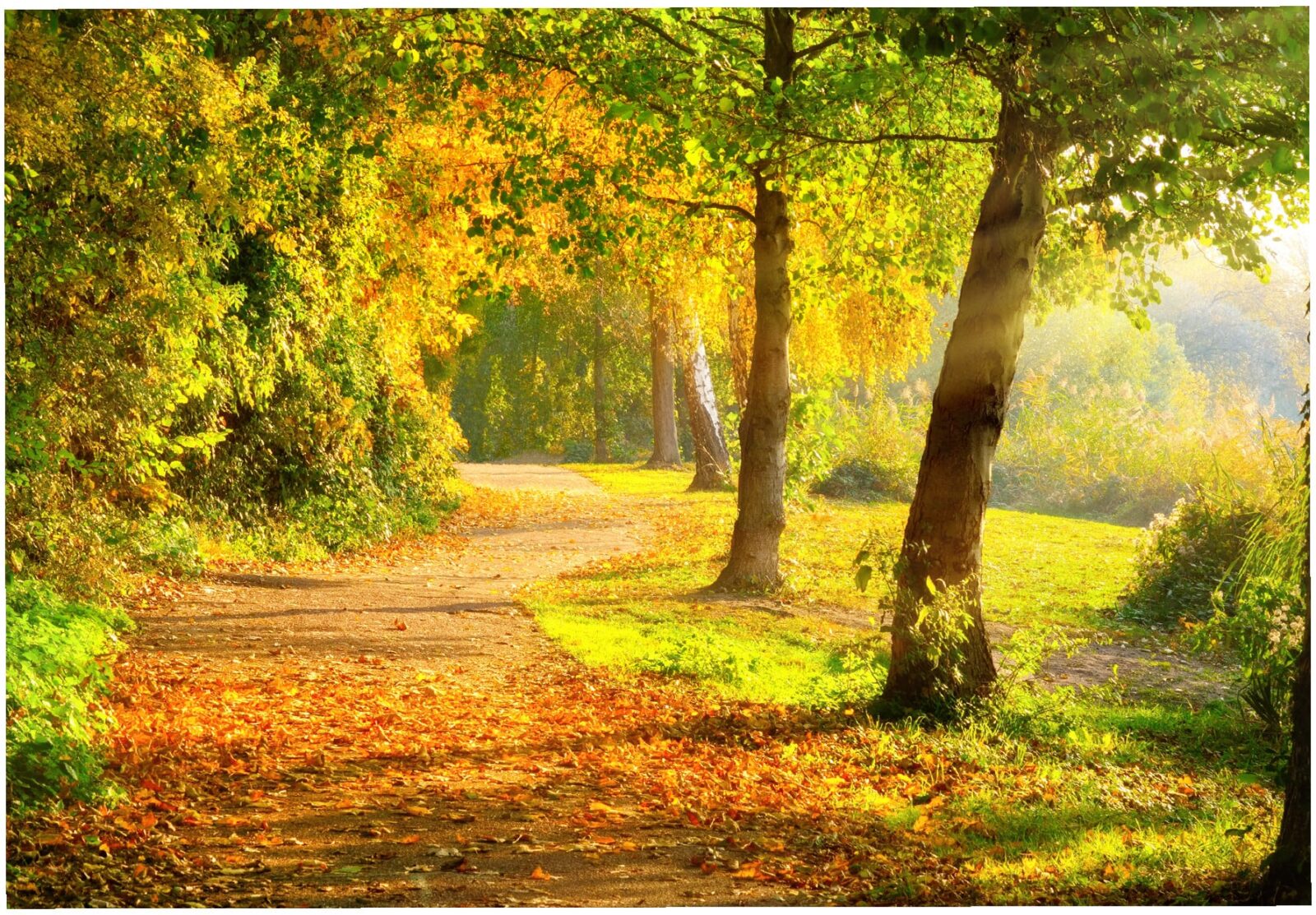 A sunlit pathway winding through a park with vibrant autumn foliage, golden leaves scattered on the ground, and sunlight filtering through the trees.